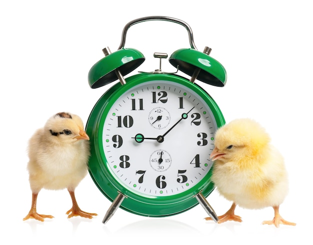 Photo cute little chickens with clock isolated on white background