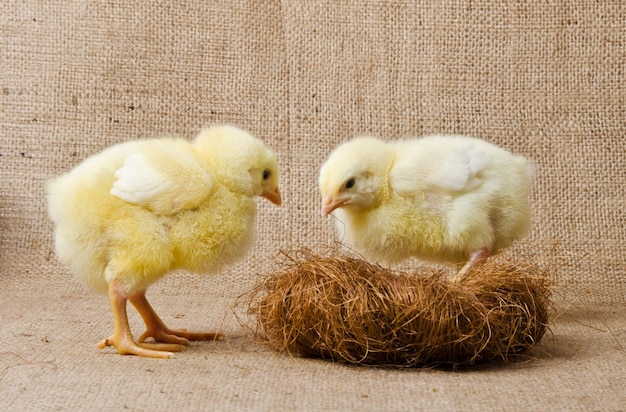 Photo cute little chicks in slot