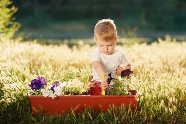 夕日の庭の鍋に花の苗に水をまくかわいい子男の子。楽しい小さな庭師。春のコンセプト、自然とケア。