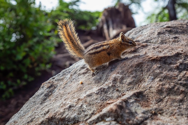 Cute little Chipmunk on a rock during a sunny summer day