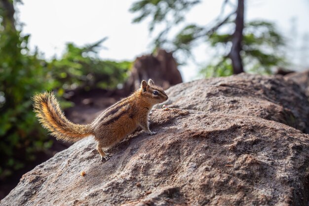 Cute little Chipmunk on a rock during a sunny summer day