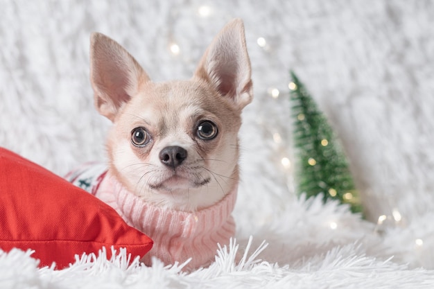 Cute little christmas dog chihuahua dog in sweater lies on a blanket