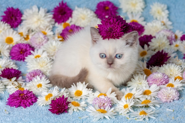 Cute little color point kitten lying on chamomile flowers