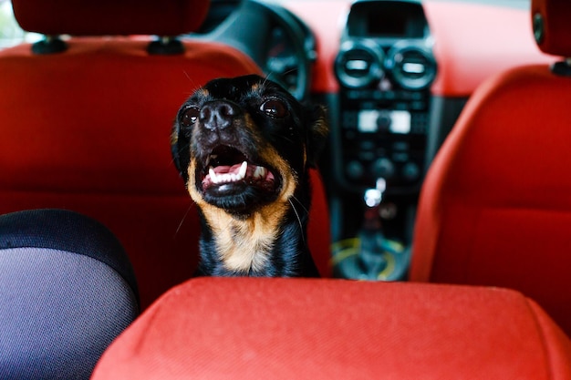 車の中のかわいい犬