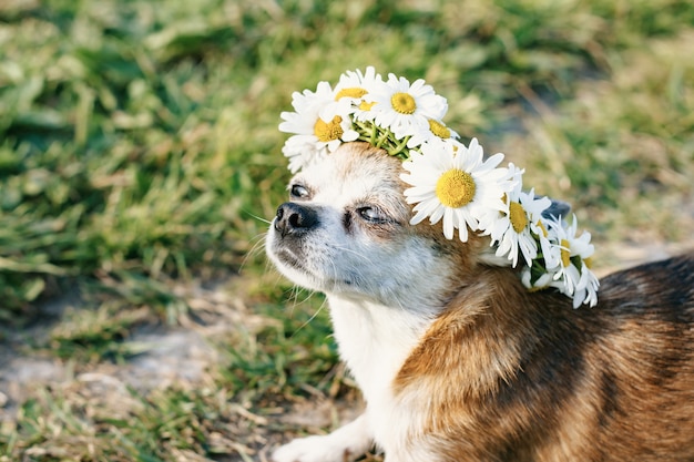 カモミールの花輪を頭に持ったかわいい犬チワワが目を閉じて草原の太陽の下に座っています。太陽を楽しむ犬。犬がなごむ