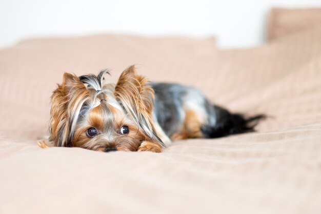 Cute little dog hiding in a blanket