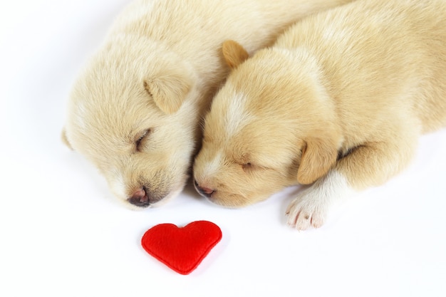 Photo cute little dog isolated   with red heart.