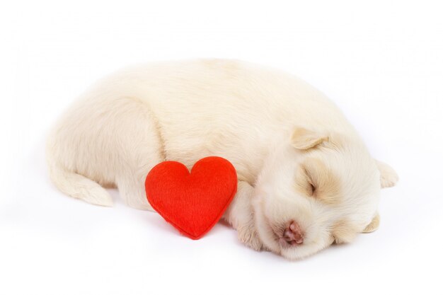 Cute little dog isolated   with red heart.