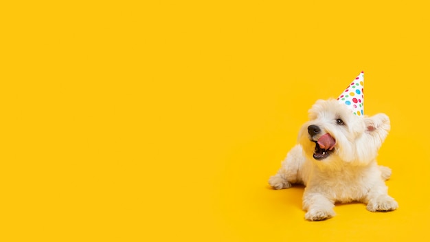 Cute little dog isolated on yellow