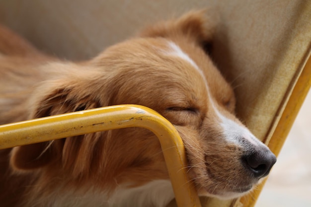 Photo cute little dog sleeping