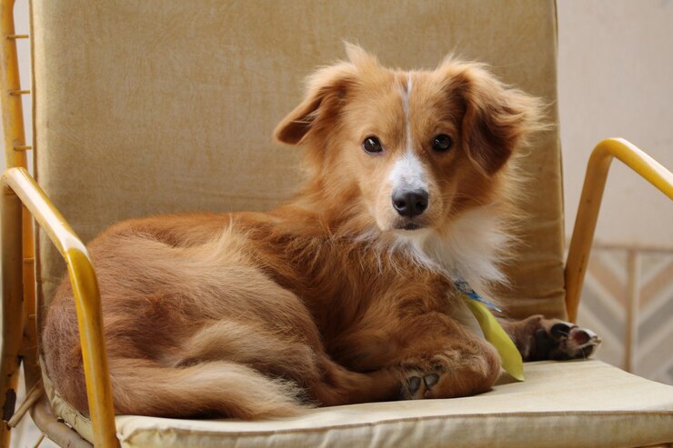 あなたを見つめているかわいい小さな犬