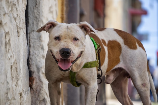 Cute little dog in the Streets of Old Havana City Capital of Cuba