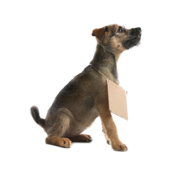 Cute little dog with blank cardboard sign on white background Homeless pet