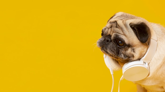 Cute little dog with headphones