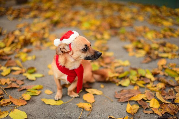 Cute little dog with a red scarf and a Santa hat