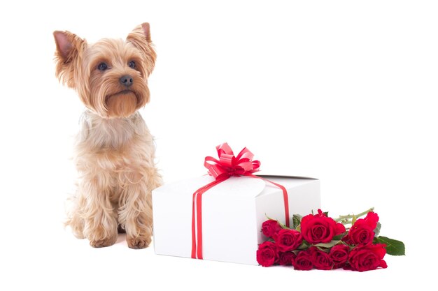 Carino piccolo cane yorkshire terrier seduto con scatola regalo e fiori isolati su sfondo bianco