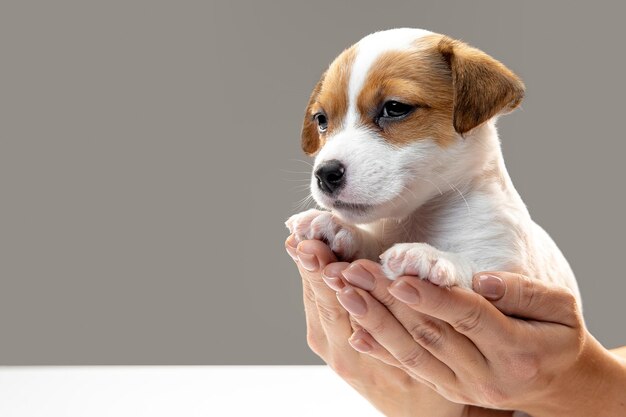 Cute and little doggy posing cheerful in comfortable soft plaid