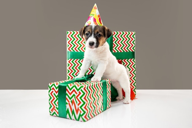 Cute and little doggy posing cheerful isolated on gray background