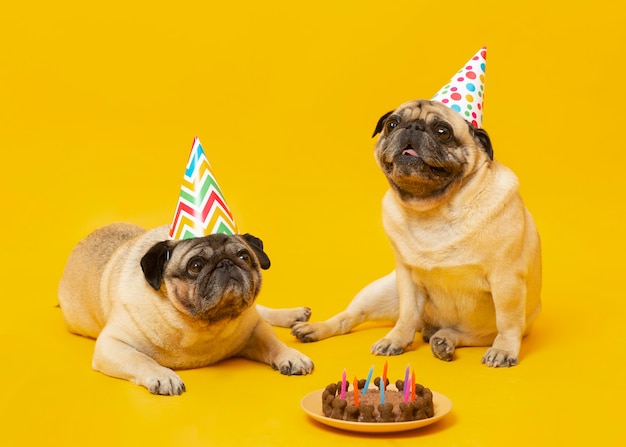 Cute little dogs celebrating a birthday isolated on yellow