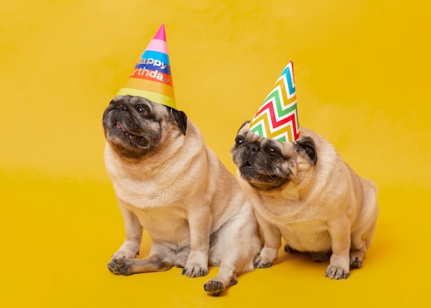 Photo cute little dogs celebrating a birthday