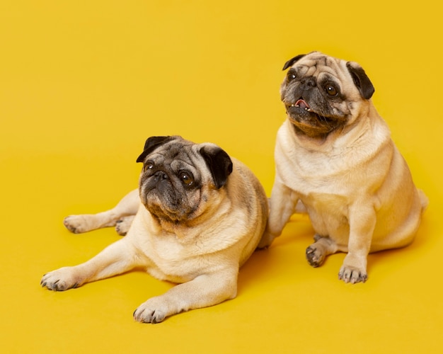 Cute little dogs isolated on yellow