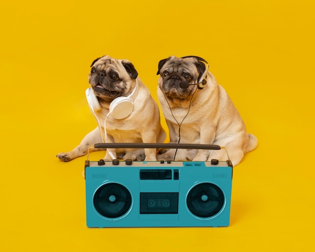Photo cute little dogs isolated on yellow
