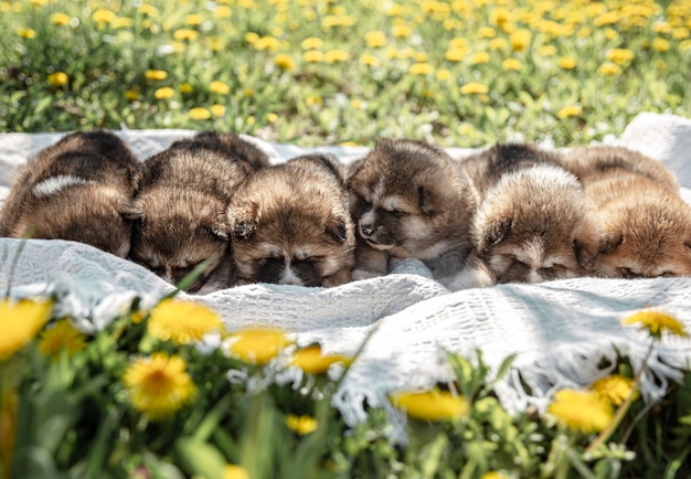 かわいい小さな犬がタンポポの間の毛布の上に横たわっています