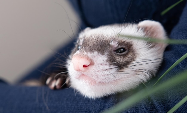 Cute little domestic ferret female adorable