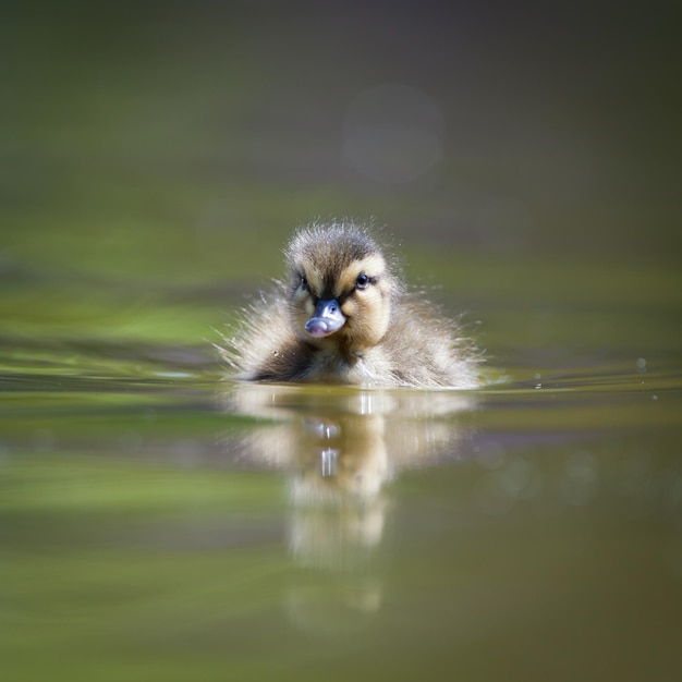 Cute little duckling swimming in water