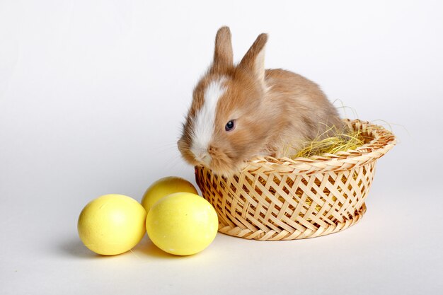 cute little Easter Bunny sitting in a basket with an egg on a white space