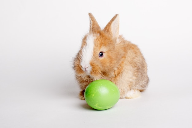 Simpatico coniglietto di pasqua con uovo isolato su uno spazio bianco