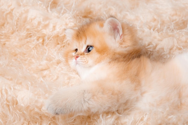 かわいいふわふわの赤い子猫がベージュの毛皮の毛布に横たわっています。