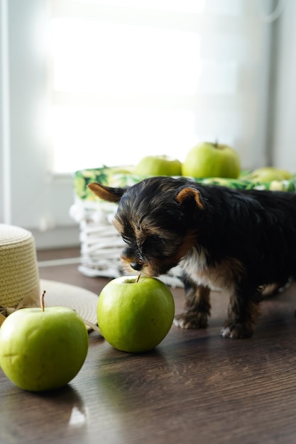 Cute little fluffy Yorkshire terrier puppy sniffs juicy green apple, stands on wooden table
