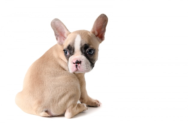 Cute little French bulldog sitting isolated 