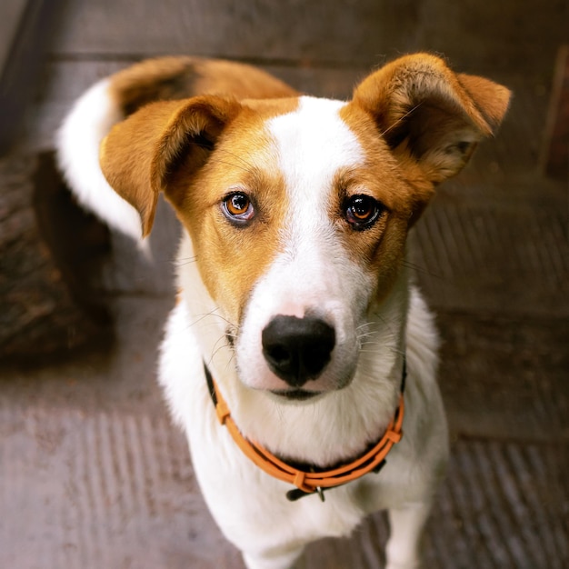 Cute little friendly dog in his enclosure