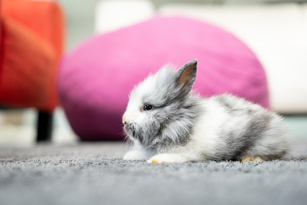 Photo cute little furry rabbit bunny