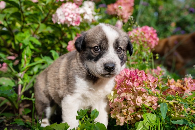 Фото Милый маленький щенок немецкой овчарки на зеленой траве, открытый портрет маленькой собачки в цветах, домашних животных