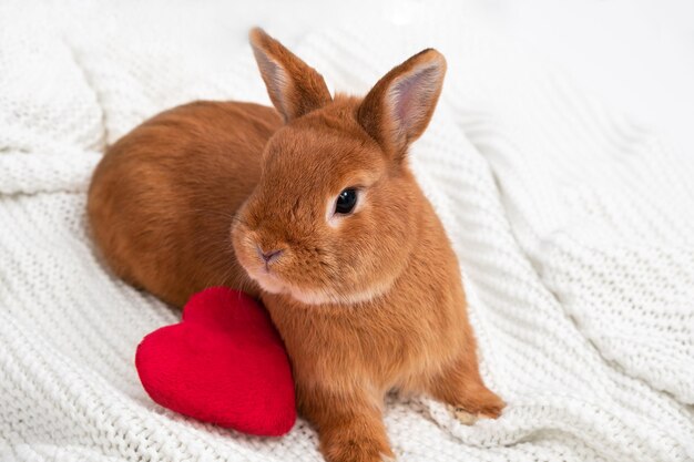 Cute little ginger decorative bunnyrabbit looking at camera on white cozy plaid near red soft plush heartCopy spaceValentine daylove to petanimal concept