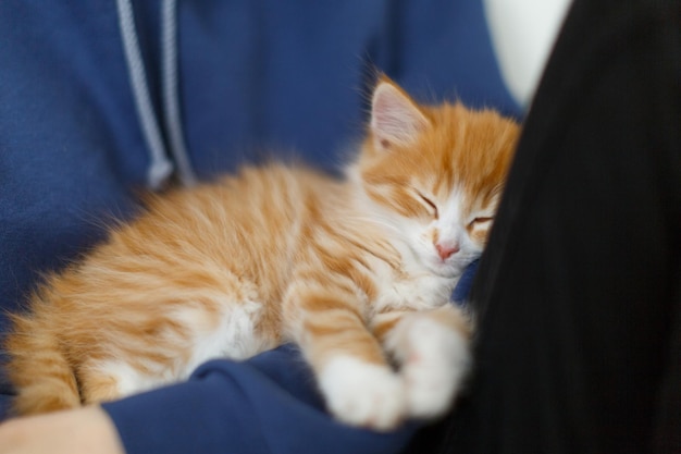 写真 かわいい生姜の子猫が、活発な遊びの後に疲れた女の子の腕の中で眠っています。