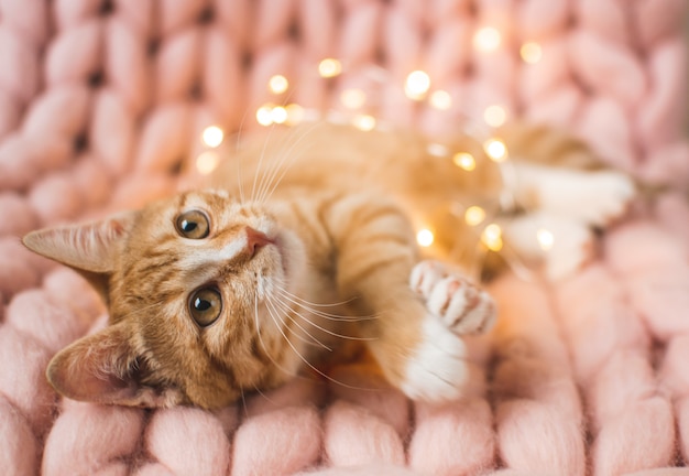 Cute little ginger kitten laying in soft pastel pink merino wool giant knit blanket, 