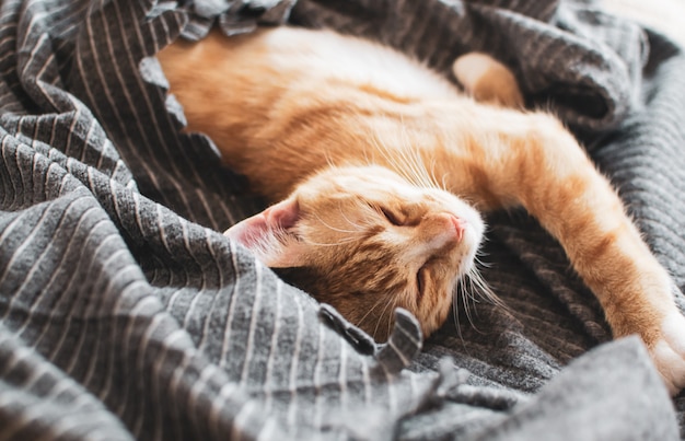 Cute little ginger kitten sleeping in gray blanket