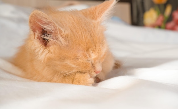 Милый маленький рыжий котенок спит на белом одеяле