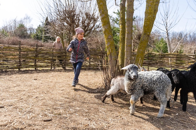 Cute little girl feeding sheep and goats on the farm.