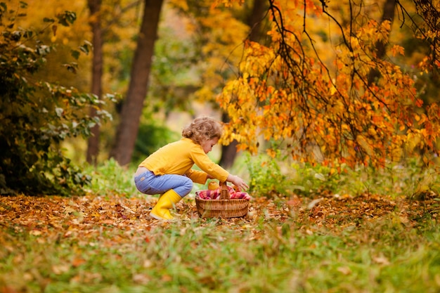 Cute little girl picking apples in a green grass background at sunny day