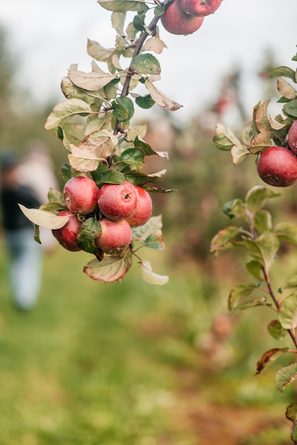 Cute little girl picking up apples in a green grass background at sunny day