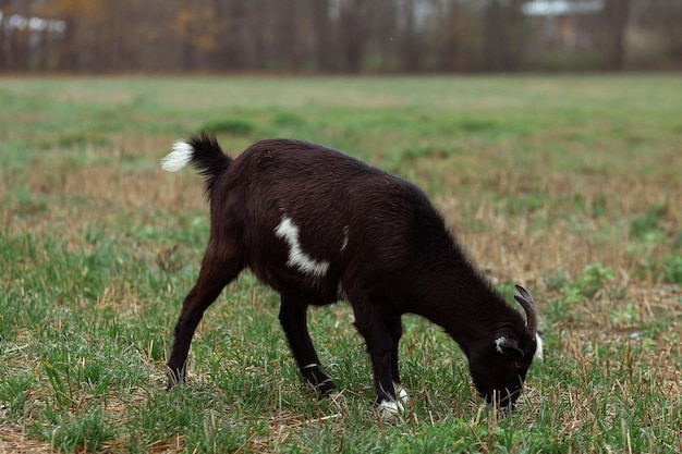 Cute little goat eat grass in the field in the village Beautiful autumn