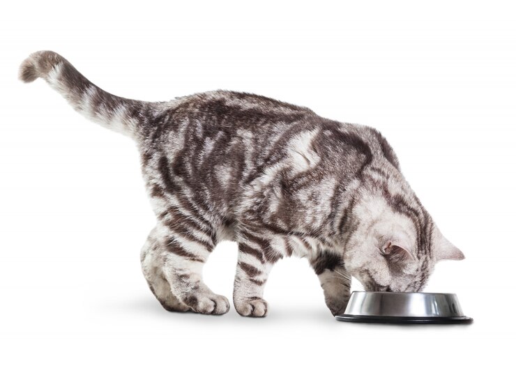 白い背景の上を食べるかわいい灰色の猫