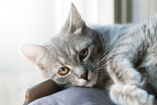 Cute little gray cat portrait close-up