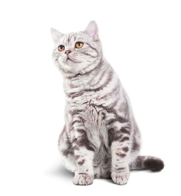 白い背景の上のかわいい灰色の猫