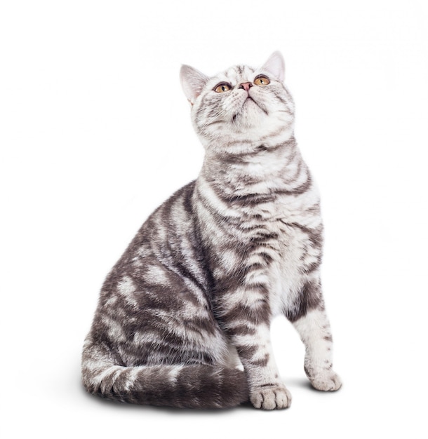 Cute little gray cat on white background